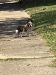 Reunited Unknown Dog last seen Fleming & Winding Oaks, Wylie, TX 75098
