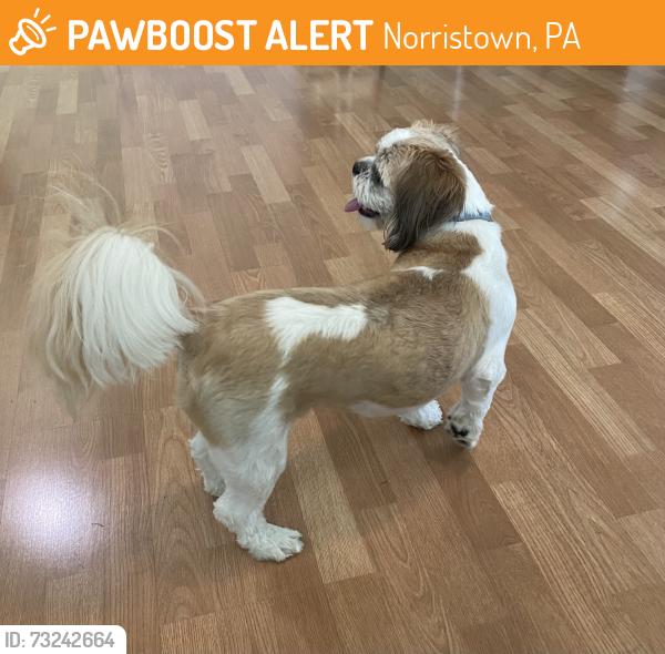 Found/Stray Male Dog last seen Sterigere st and State hosp, Norristown, PA 19401