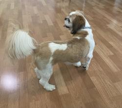 Found/Stray Male Dog last seen Sterigere st and State hosp, Norristown, PA 19401