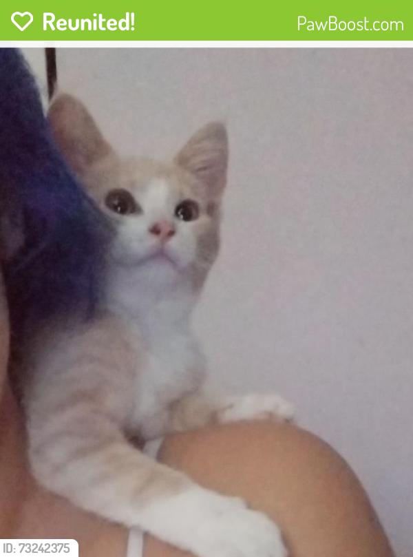 Reunited Male Cat last seen Eagle view drive granite falls, Granite Falls, WA 98252