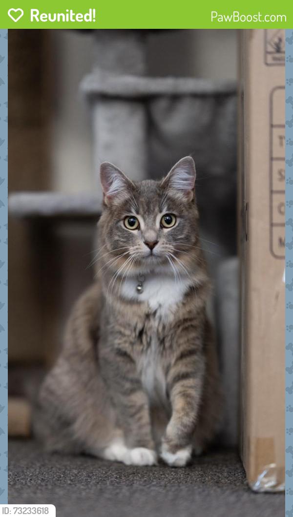 Reunited Female Cat last seen B Street and 2nd Street, across from university of La Verne, La Verne, CA 91750