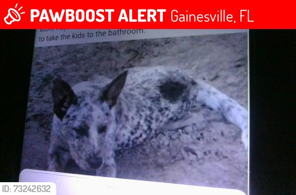 Lost Female Dog last seen wards supermarket and 6th st., Gainesville, FL 32601
