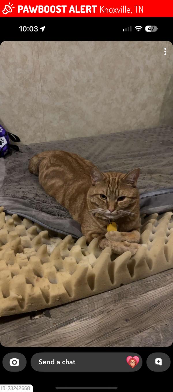 Lost Male Cat last seen Near drinnen rd, Knoxville, TN 37914