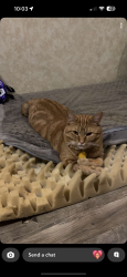 Lost Male Cat last seen Near drinnen rd, Knoxville, TN 37914