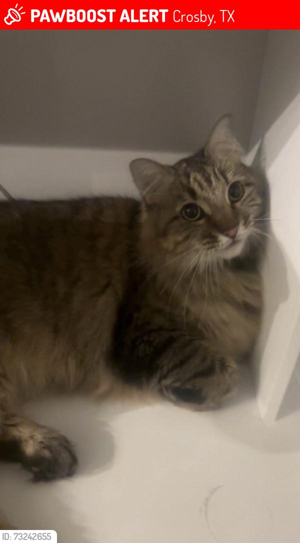 Lost Male Cat last seen Crosby village 77532, Crosby, TX 77532