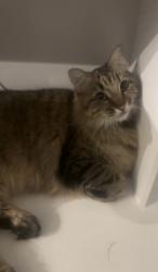 Lost Male Cat last seen Crosby village 77532, Crosby, TX 77532