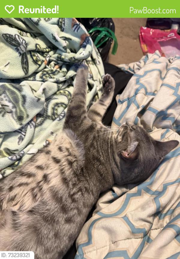 Reunited Male Cat last seen Business 70 E, Smithfield, NC 27577