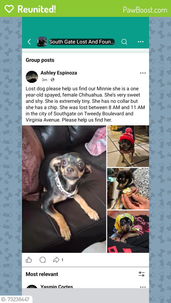 Reunited Female Dog last seen Virginia ave and tweedy blvd, South Gate, CA 90280