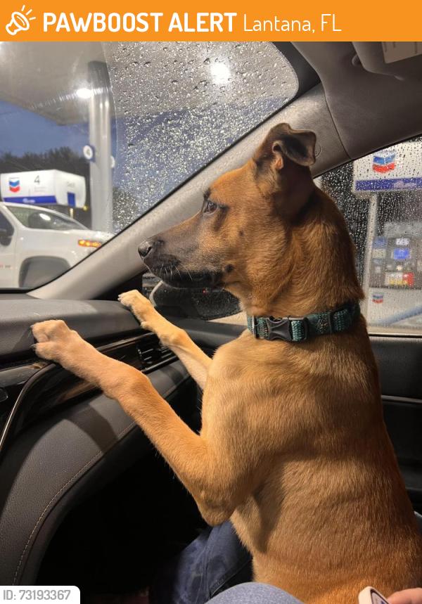 Found/Stray Male Dog last seen Near Ave Opa Locka, Lantana, FL 33462