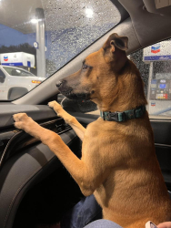 Found/Stray Male Dog last seen Near Ave Opa Locka, Lantana, FL 33462