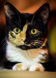 Lost Female Cat last seen West Haven Subdivision, Knoxville, TN 37921