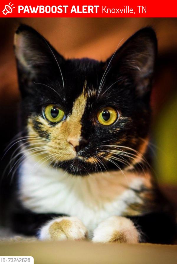 Lost Female Cat last seen West Haven Subdivision, Knoxville, TN 37921