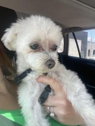 Found/Stray Male Dog last seen Community park, Zebulon, NC 27597