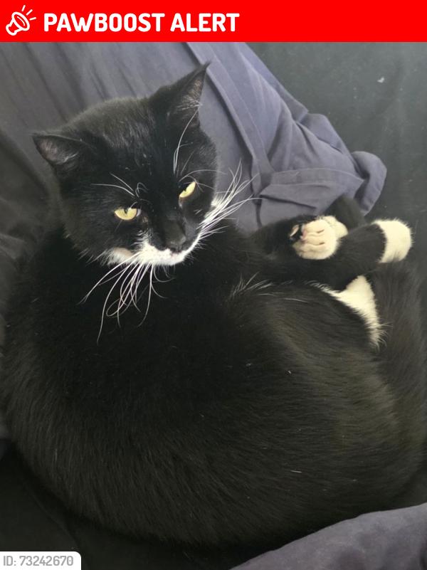Lost Male Cat last seen Highfield Gardens, Blackburn with Darwen, England BB2 3SN