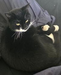 Lost Male Cat last seen Highfield Gardens, Blackburn with Darwen, England BB2 3SN