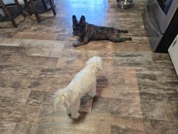 Lost Male Dog last seen San Fernando Hollywood dr, Odessa, TX 79761