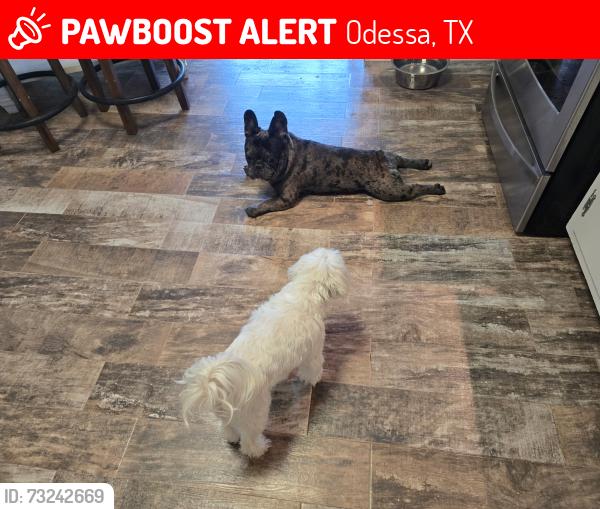 Lost Male Dog last seen San Fernando Hollywood dr, Odessa, TX 79761