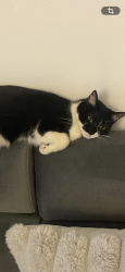 Lost Female Cat last seen Belleau, Montréal, QC H1P 1H5