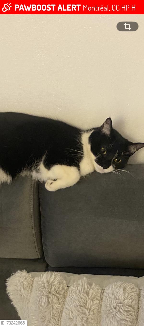 Lost Female Cat last seen Belleau, Montréal, QC H1P 1H5