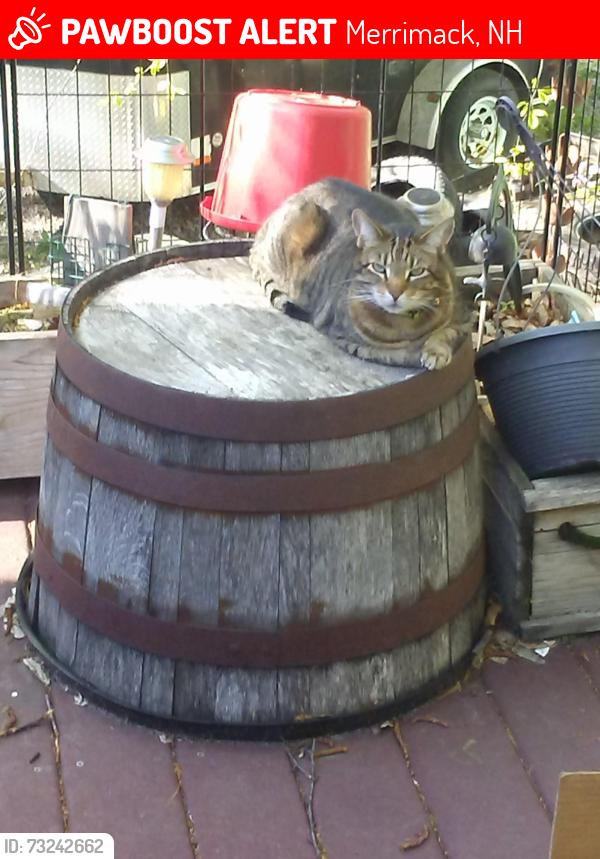 Lost Male Cat last seen Baboosic Lake Road/Longa Road, Merrimack, NH 03054