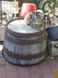 Lost Male Cat last seen Baboosic Lake Road/Longa Road, Merrimack, NH 03054