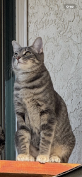 Reunited Female Cat last seen Sunrise, Vista, CA 92084