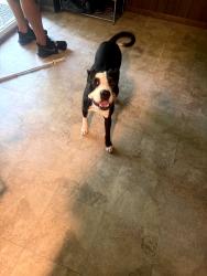 Found/Stray Male Dog last seen Dorsey Road, Glen Burnie, MD 21061