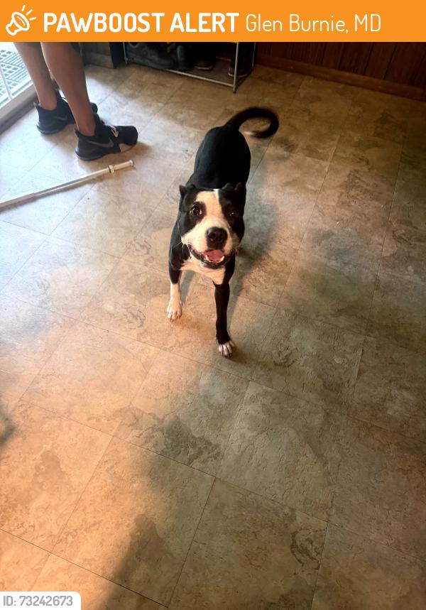 Found/Stray Male Dog last seen Dorsey Road, Glen Burnie, MD 21061