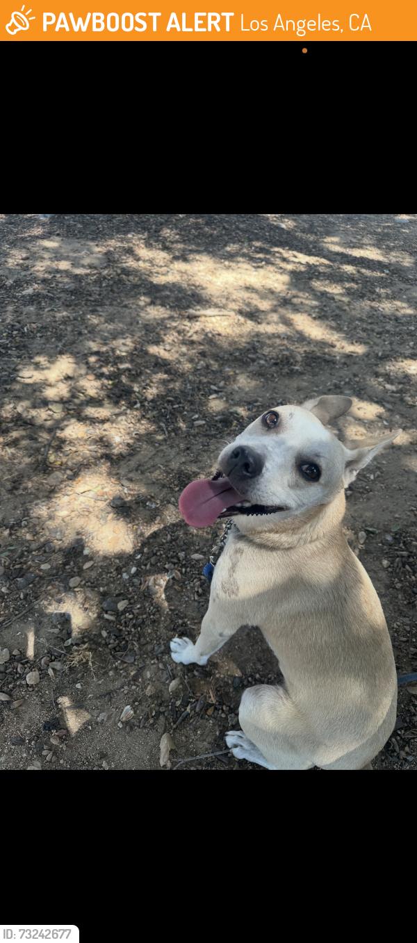 Found/Stray Unknown Dog last seen Wyngate st & Scoville Ave, Los Angeles, CA 91040