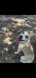 Found/Stray Unknown Dog last seen Wyngate st & Scoville Ave, Los Angeles, CA 91040