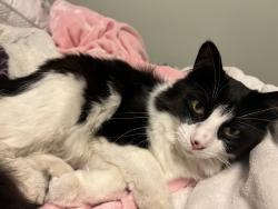 Lost Female Cat last seen Near S Cedar Ridge Rd, Sandy, UT 84094