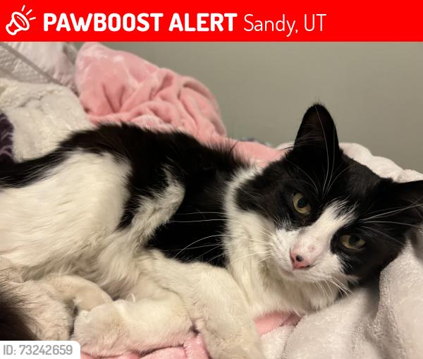 Lost Female Cat last seen Near S Cedar Ridge Rd, Sandy, UT 84094