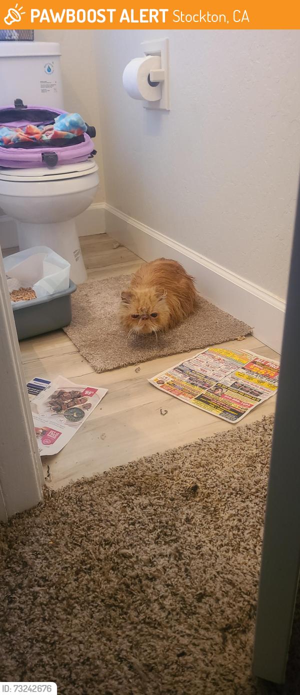 Found/Stray Unknown Cat last seen Near Mariners dr, Stockton, CA 95210