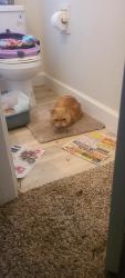 Found/Stray Unknown Cat last seen Near Mariners dr, Stockton, CA 95210