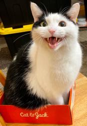 Lost Male Cat last seen Napervill Rd & Munger Rd, Bartlett, IL 60103