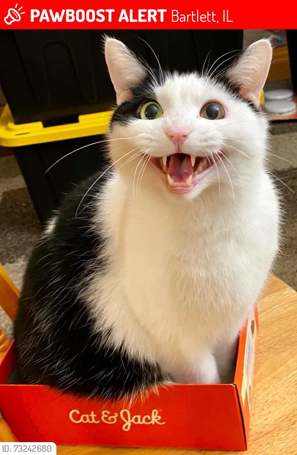 Lost Male Cat last seen Napervill Rd & Munger Rd, Bartlett, IL 60103