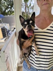 Found/Stray Male Dog last seen River shores, Florida Ridge, FL 32962
