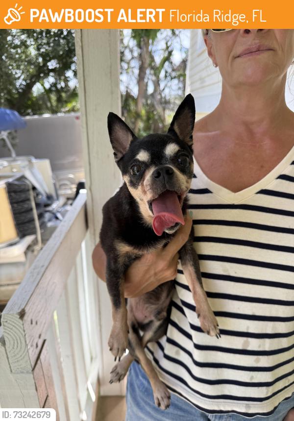 Found/Stray Male Dog last seen River shores, Florida Ridge, FL 32962
