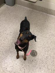 Shelter Stray Female Dog last seen QUIVAS AND SAMUEL, 12155 Park Blvd, Brighton, CO 80601, USA