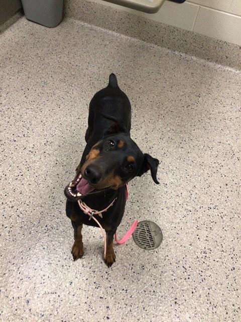 Shelter Stray Female Dog last seen QUIVAS AND SAMUEL, 12155 Park Blvd, Brighton, CO 80601, USA