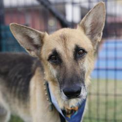 Shelter Stray Male Dog last seen Near BLOCK PLEASANTON RD, 4710 TX-151, San Antonio, TX 78227, USA