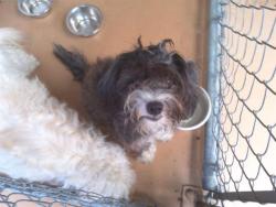 Shelter Stray Female Dog last seen Near BLOCK HOOVER AVE, 130 Beyer Way, Chula Vista, CA 91911, USA