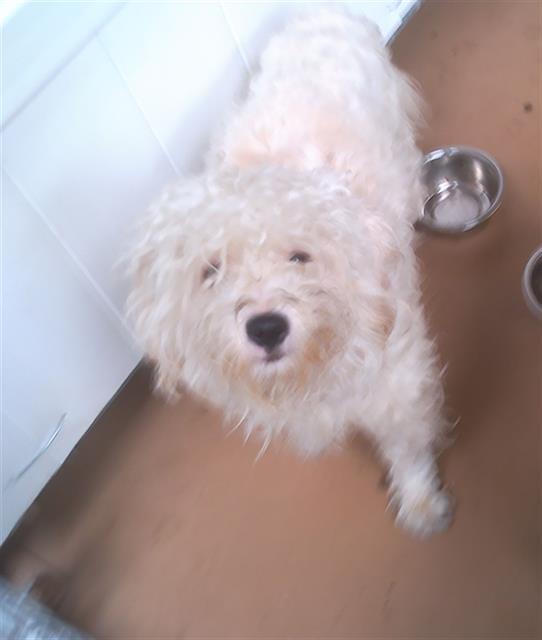 Shelter Stray Male Dog last seen Near BLOCK HOOVER AVE, 130 Beyer Way, Chula Vista, CA 91911, USA