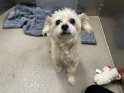 Shelter Stray Female Dog last seen Near BLOCK N MILWAUKEE ST, DENVER CO 80216, 1241 W Bayaud Ave, Denver, CO 80223, USA