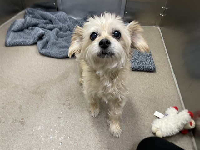 Shelter Stray Female Dog last seen Near BLOCK N MILWAUKEE ST, DENVER CO 80216, 1241 W Bayaud Ave, Denver, CO 80223, USA