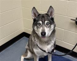 Shelter Stray Female Dog last seen Near BLOCK N INCA ST, DENVER CO 80202, 1241 W Bayaud Ave, Denver, CO 80223, USA