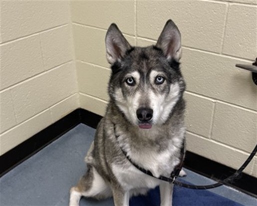 Shelter Stray Female Dog last seen Near BLOCK N INCA ST, DENVER CO 80202, 1241 W Bayaud Ave, Denver, CO 80223, USA