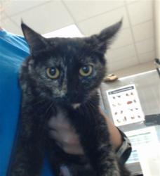 Shelter Stray Female Cat last seen Near BLOCK LONG VALLEY RD, SPRING LAKE NC 28390, 4704 Corporation Dr, Fayetteville, NC 28306, USA