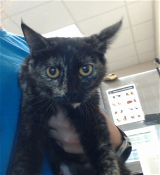 Shelter Stray Female Cat last seen Near BLOCK LONG VALLEY RD, SPRING LAKE NC 28390, 4704 Corporation Dr, Fayetteville, NC 28306, USA