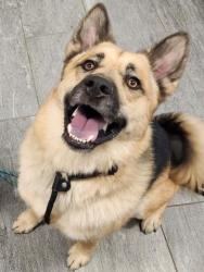 Shelter Stray Male Dog last seen CLINTON AND EASTER AVE, 2080 S Quebec St, Denver, CO 80231, USA